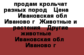 продам крольчат разных пород › Цена ­ 250 - Ивановская обл., Иваново г. Животные и растения » Другие животные   . Ивановская обл.,Иваново г.